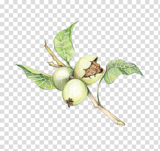 Magnolia Flower, La Tourangelle Oil, Walnut Oil, Food, Vinaigrette, Baking, Roasting, Salad transparent background PNG clipart