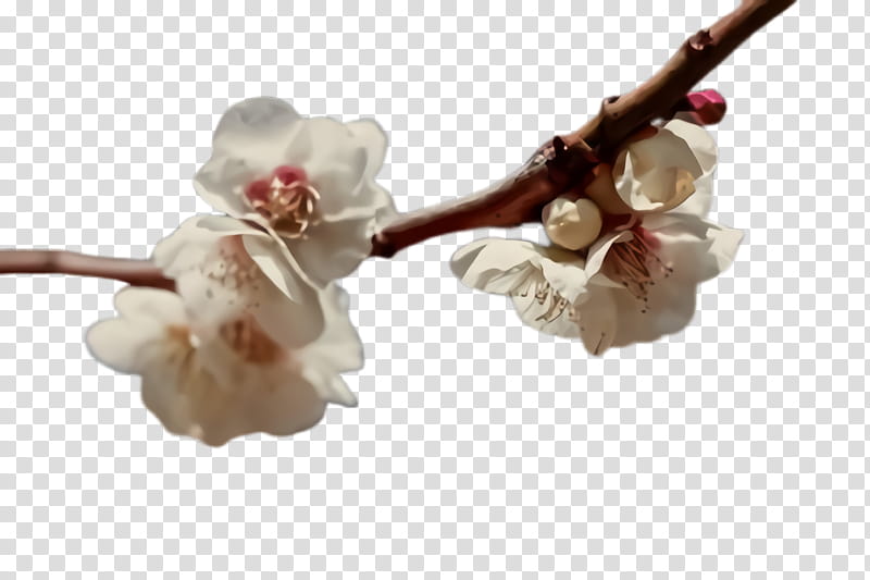 Cherry blossom, Flower, Plant, Branch, Twig, Spring
, Petal, Bud transparent background PNG clipart