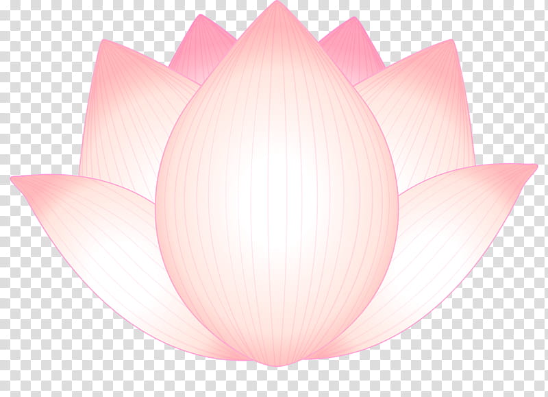 lotus flower, Pink, Petal, Lighting, Tulip, Lotus Family, Plant, Aquatic Plant transparent background PNG clipart