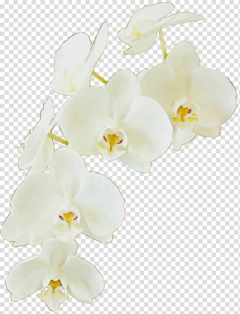 flowering plant moth orchid white flower petal, Watercolor, Paint, Wet Ink, Cut Flowers, Phalaenopsis Sanderiana transparent background PNG clipart