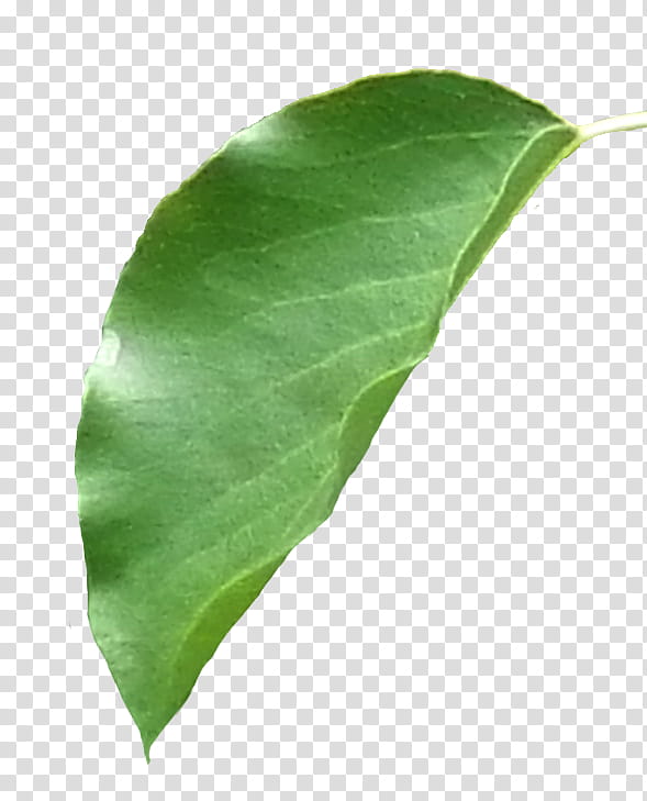 nature, green ovate leaf transparent background PNG clipart