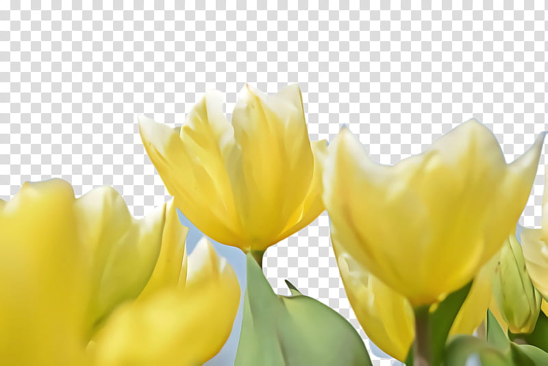 Lily Flower, Tulip, Flora, Blossom, Desktop , Plant Stem, Yellow, Bud transparent background PNG clipart