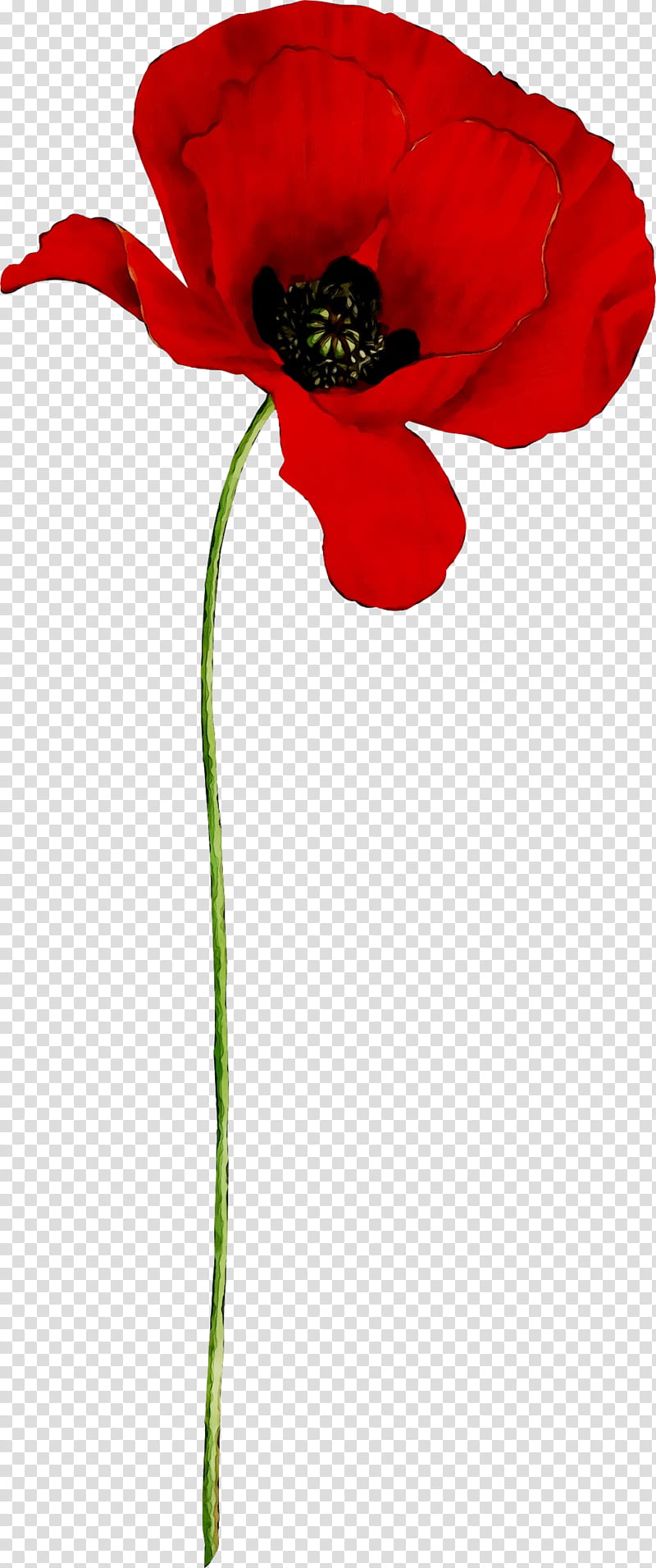 Flowers, Garden Roses, Budget, Plant Stem, Plants, Red, Poppy, Coquelicot transparent background PNG clipart