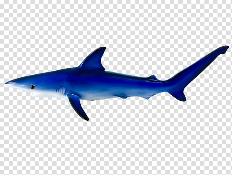 Great White Shark, Requiem Sharks, Squaliform Sharks, Yellow , Fish, Commemorative Plaque, Ground Sharks, Fin transparent background PNG clipart