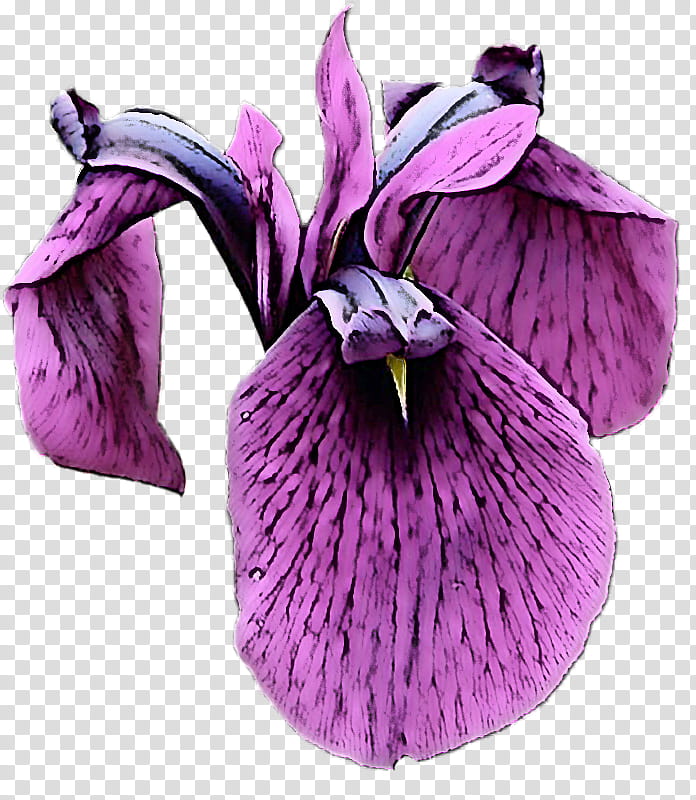 flower purple violet petal plant, Iris, Violet Family, Cattleya, Cypripedium transparent background PNG clipart