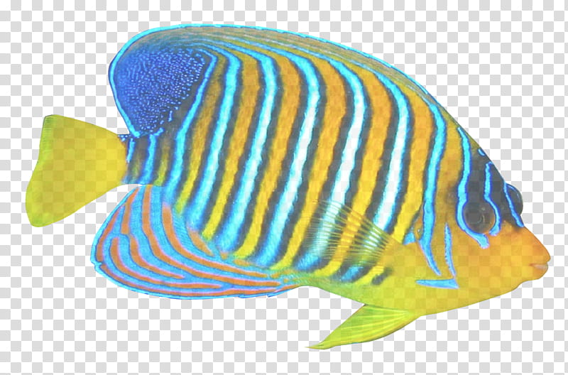 fish pomacanthidae fish turquoise butterflyfish, Coral Reef Fish, Animal Figure, Fin, Bonyfish transparent background PNG clipart