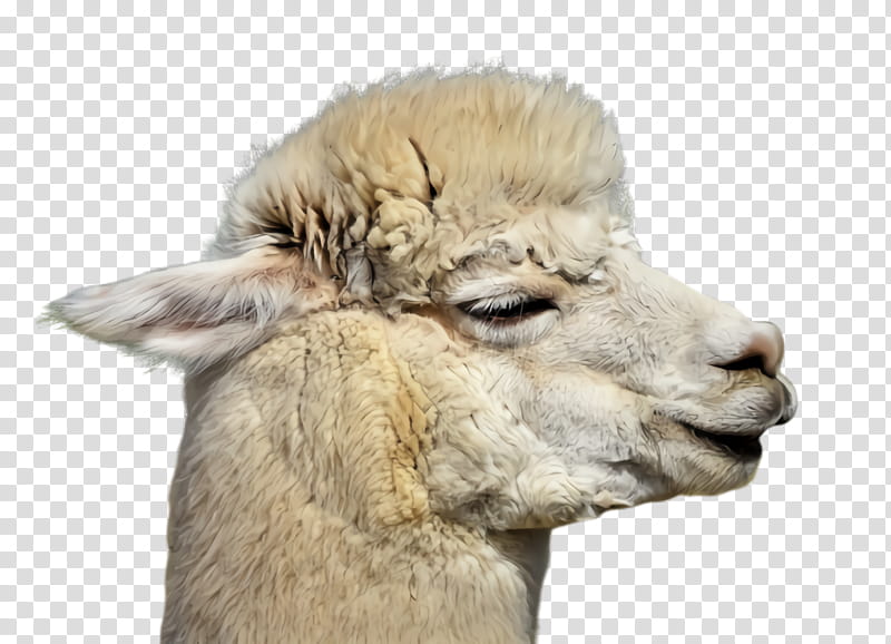 Alpaca, Isolated, Animal, Nature, Mammal - Lama Face, HD Png Download -  960x640(#888659) - PngFind