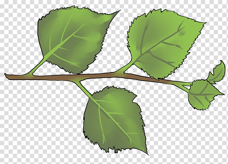 Birch Tree, Harnham, Twig, Education
, School
, Plant Stem, Leaf, Junior School transparent background PNG clipart
