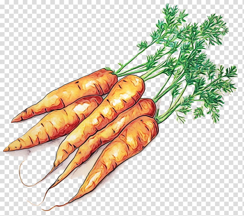 Cartoon Baby, Baby Carrot, Parsnip, Food, Local Food, Root Vegetable, Arracacia Xanthorrhiza, Plant transparent background PNG clipart