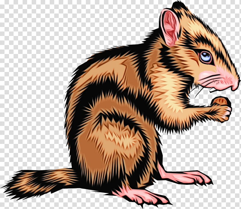 ferret squirrel rat eastern chipmunk, Watercolor, Paint, Wet Ink transparent background PNG clipart