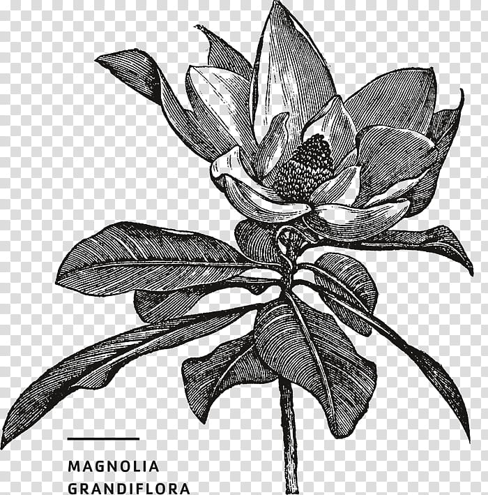Magnolia Flower, Southern Magnolia, Engraving, Franklinia, Blackandwhite, Plant, Leaf, Herbaceous Plant transparent background PNG clipart