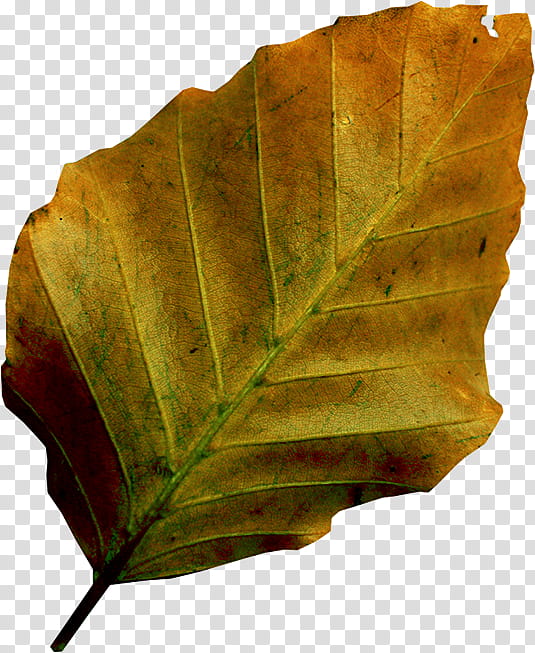 Autumn, brown dried leaf transparent background PNG clipart
