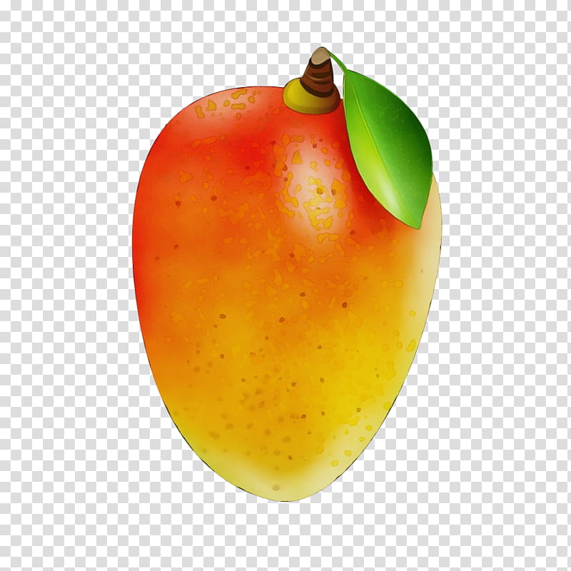 Mango, Watercolor, Paint, Wet Ink, Fruit, Plant, Accessory Fruit, Tree transparent background PNG clipart