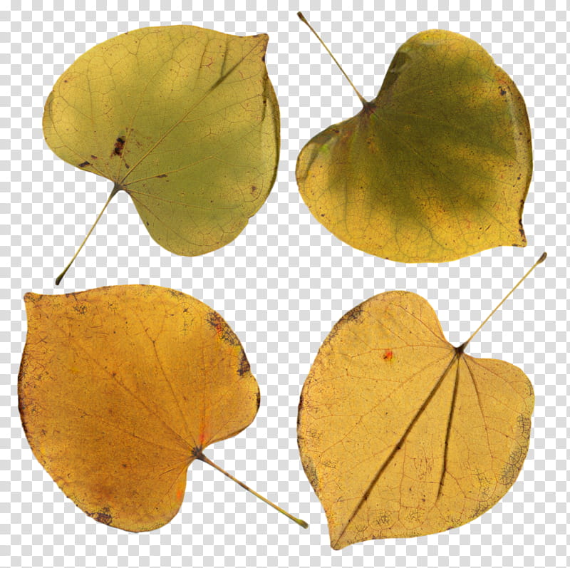 Autumn Maple, Leaf, Eastern Redbud, Bark, Judastree, Chinese Redbud, Plants, Deciduous transparent background PNG clipart