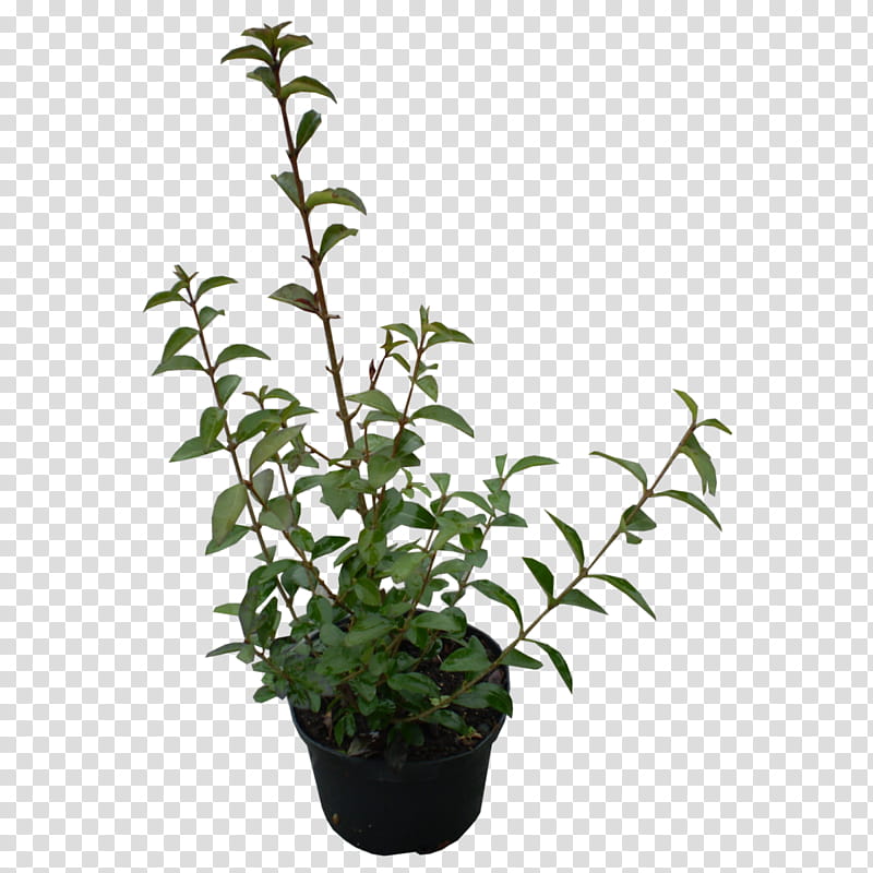 Leaf Branch, Ligustrum Ovalifolium, Shrub, Periwinkle, Plants, Garden, Hedge, Perennial Plant transparent background PNG clipart