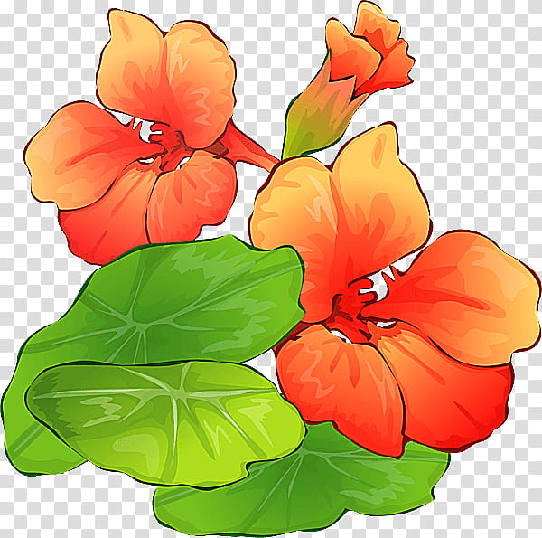 Orange, Flower, Nasturtium, Plant, Petal, Flowering Plant, Hawaiian Hibiscus, Impatiens transparent background PNG clipart