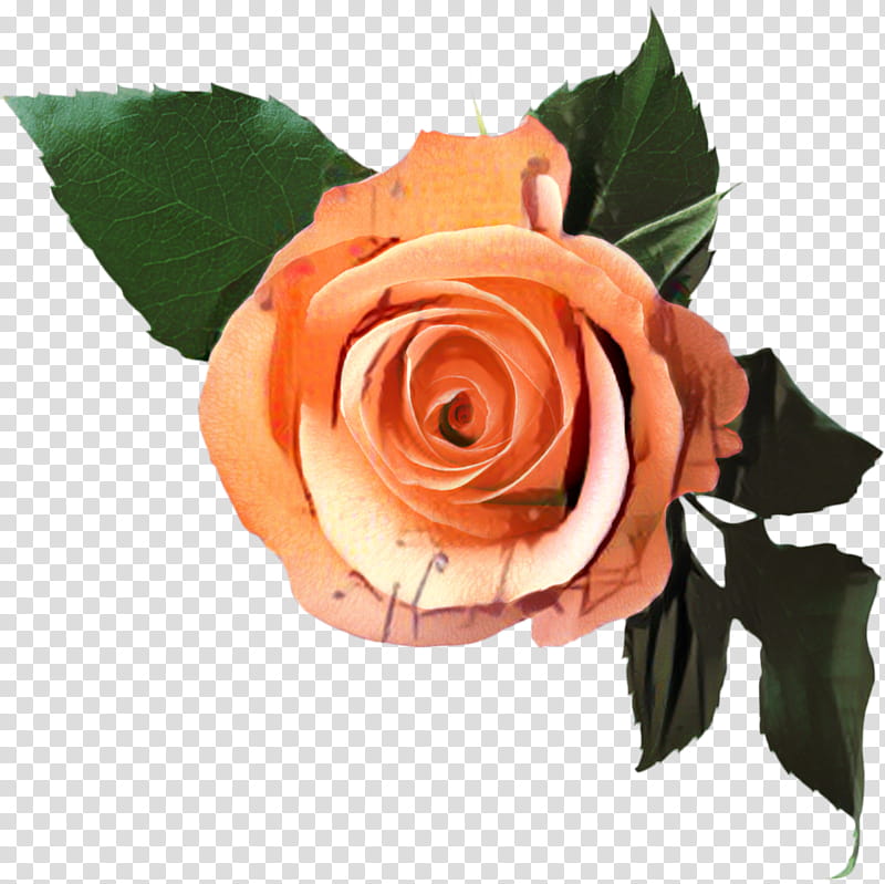 Pink Flowers, Garden Roses, Cabbage Rose, Floribunda, Van Eyck Luc, Cut Flowers, Floral Design, Rose Family transparent background PNG clipart