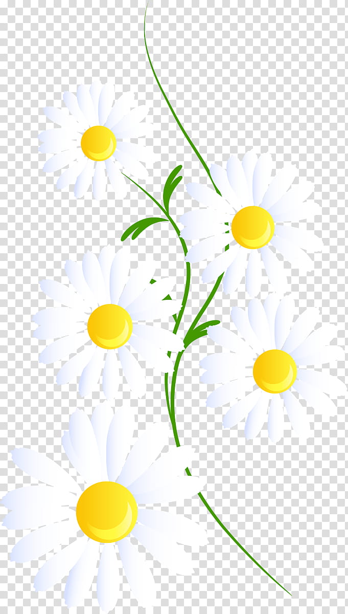 white daisy border clipart