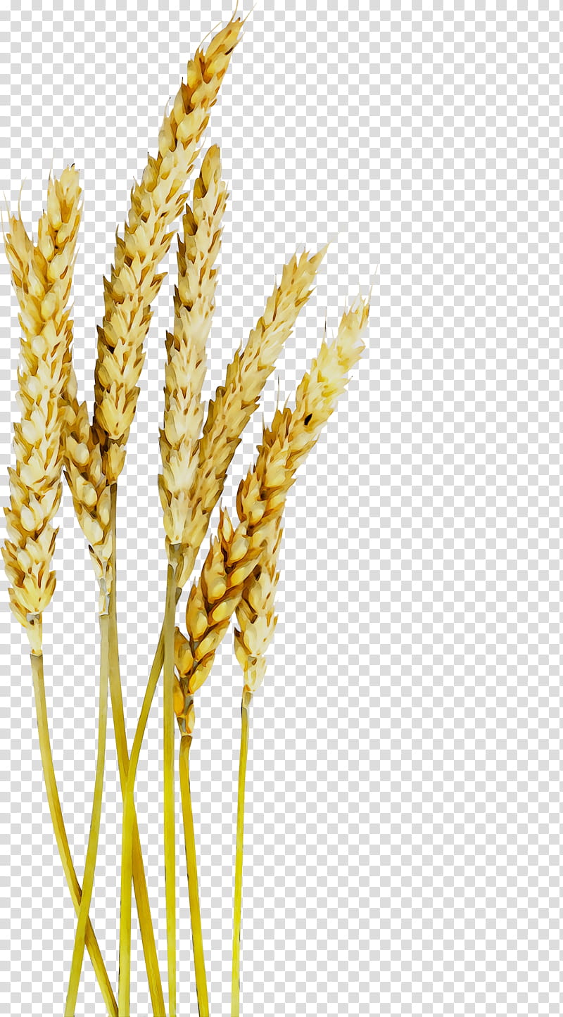 Grass Flower, Emmer, Oat, Einkorn Wheat, Spelt, Cereal, Rye, Whole Grain transparent background PNG clipart