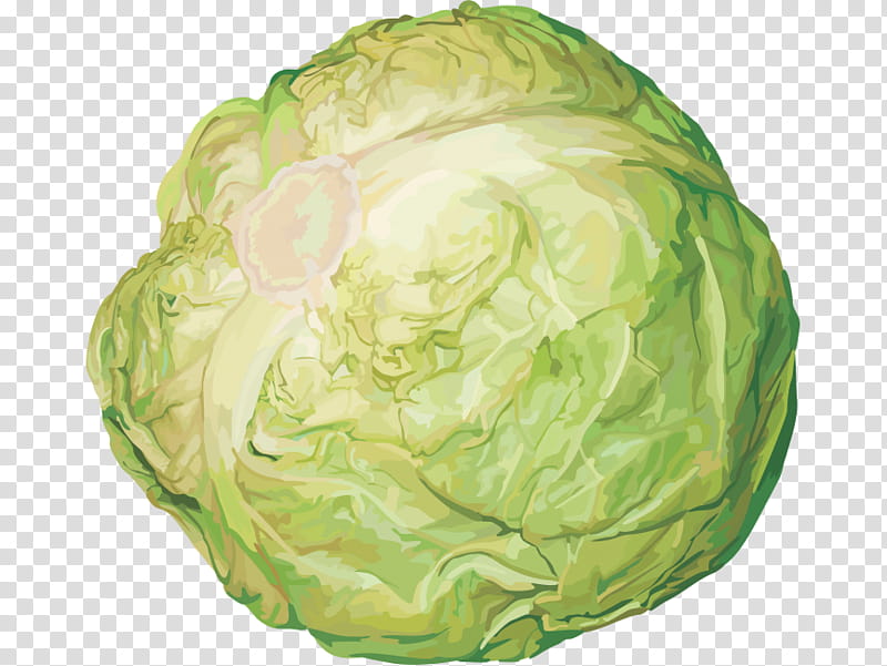 Vegetables, Cabbage, Cauliflower, Red Cabbage, Napa Cabbage, Savoy Cabbage, Collard Greens, Kohlrabi transparent background PNG clipart