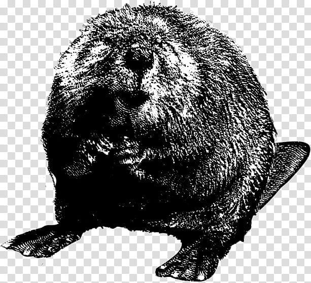 Beaver, Drawing, Logo, Groundhog, Fur Seal, Snout, Marmot, Blackandwhite transparent background PNG clipart