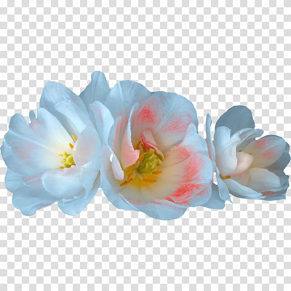flower power s, white and red tulip flowers art transparent background PNG clipart