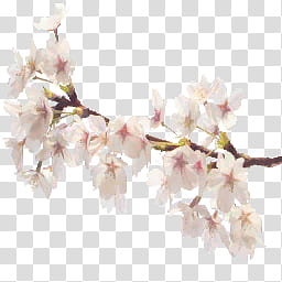 MMD Stage Awakening Wood, white plum flowers transparent background PNG clipart