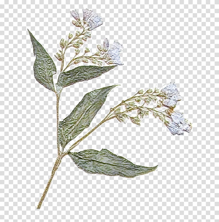 flower plant leaf buddleia transparent background PNG clipart