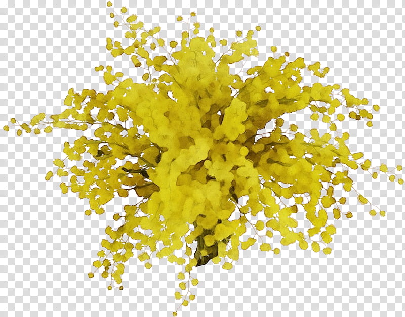 Mimosa, Watercolor, Paint, Wet Ink, Yellow, Plant, Tree, Flower transparent background PNG clipart