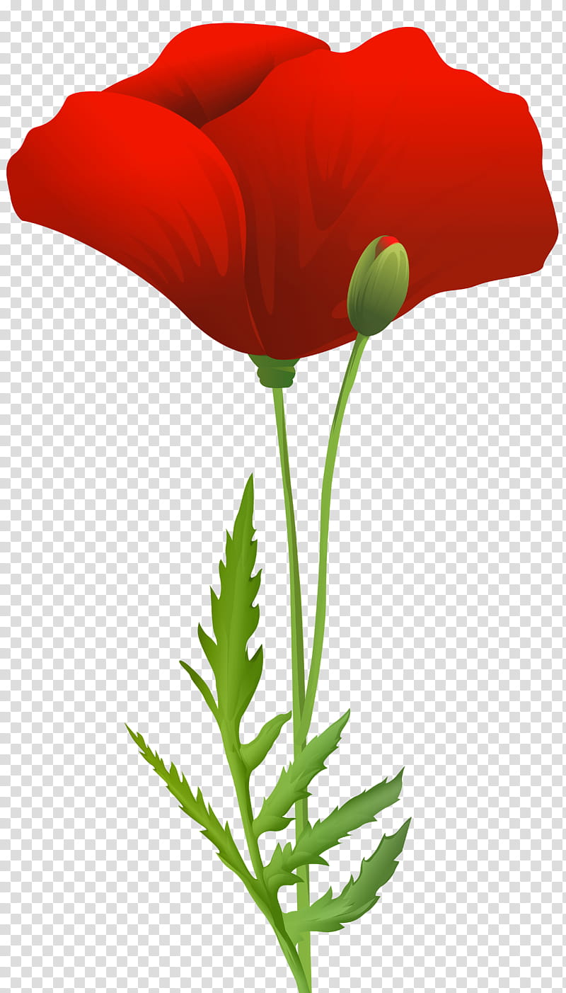 flower red coquelicot plant corn poppy, Oriental Poppy, Poppy Family transparent background PNG clipart