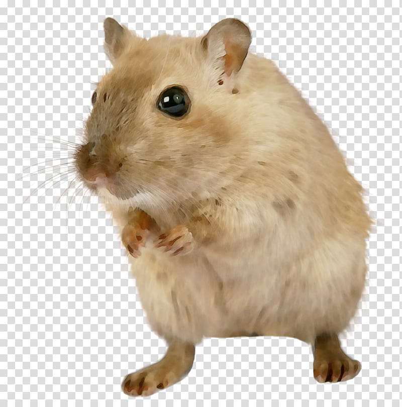 Hamster, Watercolor, Paint, Wet Ink, Gerbil, Muridae, Mouse, Muroidea transparent background PNG clipart