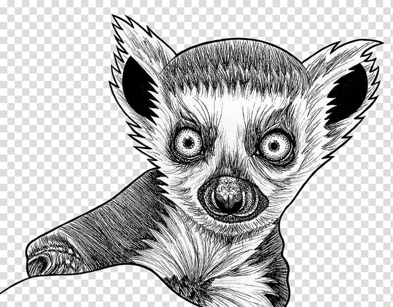 lemur aye-aye drawing fennec fox sketch, Ayeaye, Fictional Character transparent background PNG clipart