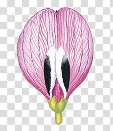 , pink pea flower illustration transparent background PNG clipart