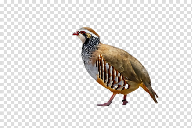 bird partridge beak pheasant rallidae, Watercolor, Paint, Wet Ink, Grouse transparent background PNG clipart