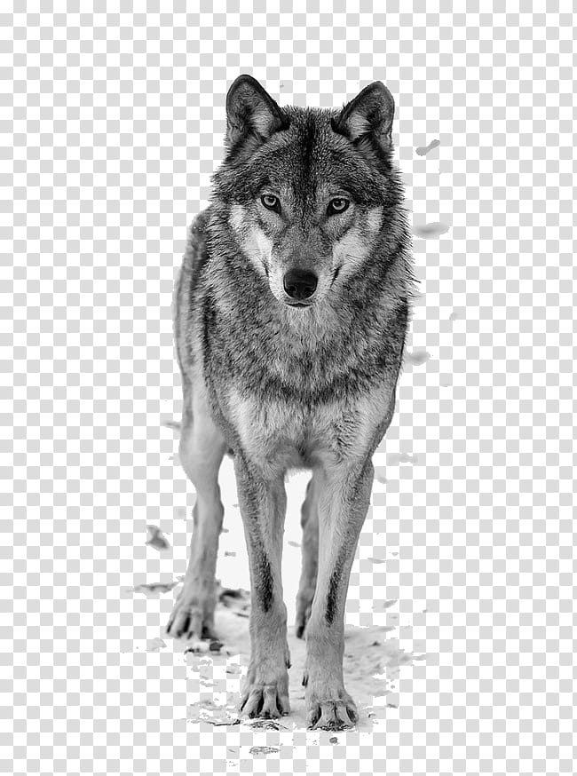 Wolf Drawing, Black Wolf, Arctic Wolf, Alaskan Malamute, Wolfdog, Canis, Wildlife, Czechoslovakian Wolfdog transparent background PNG clipart