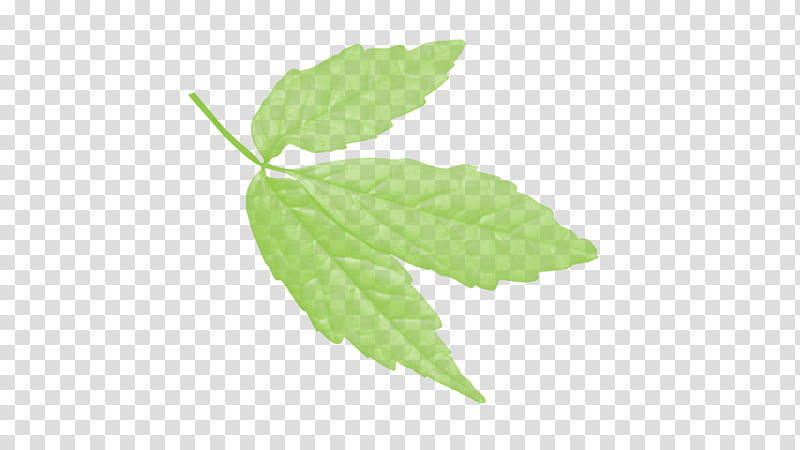 Autumn Tree Branch, Leaf, Deciduous, Green, Sorbus Commixta, Plants, Autumn Leaf Color, Vascular Bundle transparent background PNG clipart