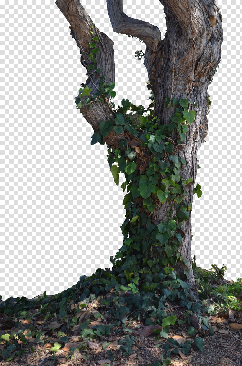 Tree , green vines on trees transparent background PNG clipart