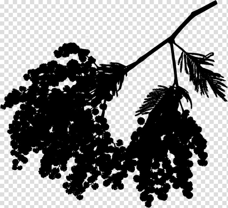 Tree Branch Silhouette, Grape, Mimosa, Leaf, Plant, Blackandwhite, Woody Plant, Twig transparent background PNG clipart