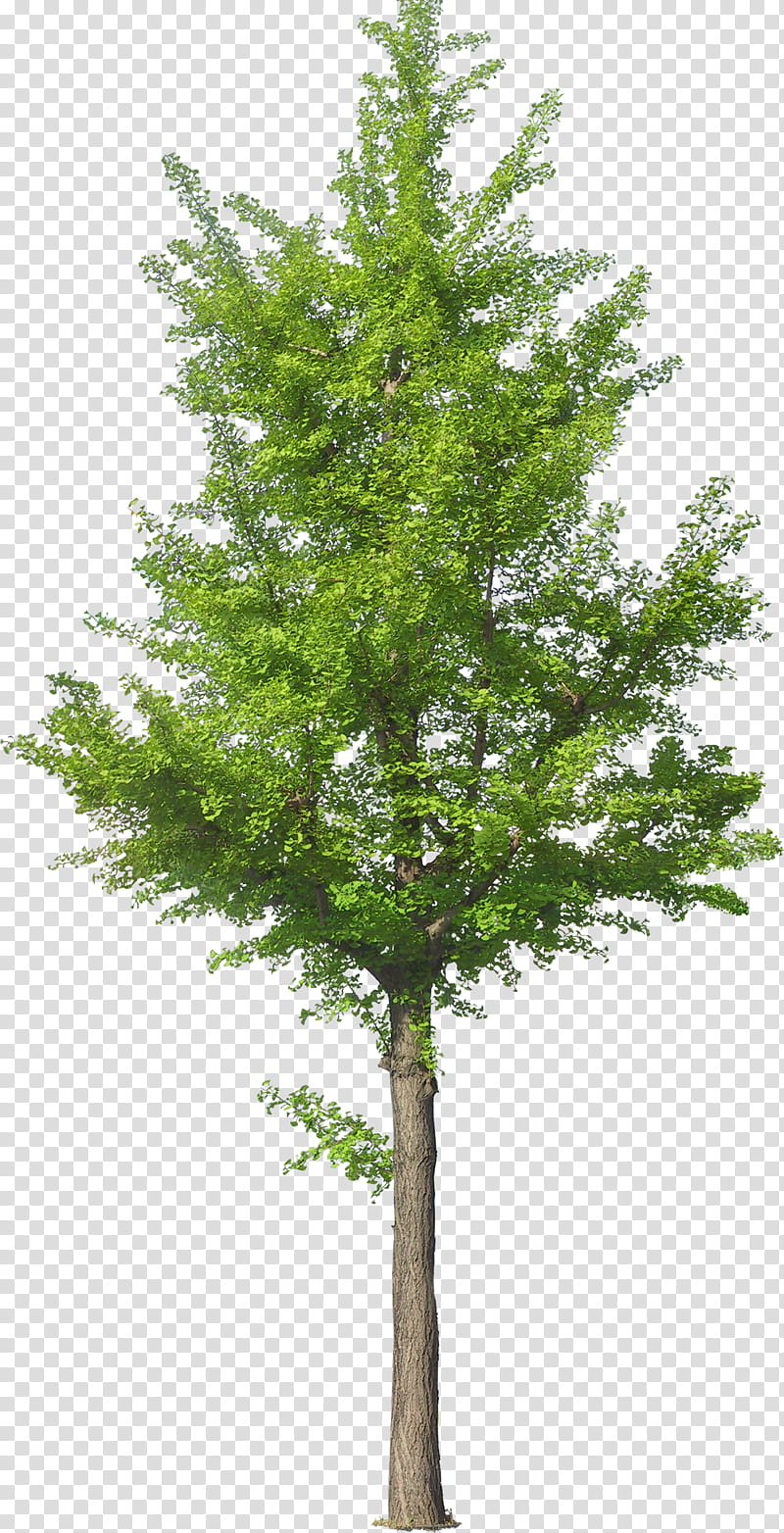 Family Tree, Trees And Shrubs, Rendering, Adobe shop Elements, Plants, Drawing, Pine, Woody Plant transparent background PNG clipart