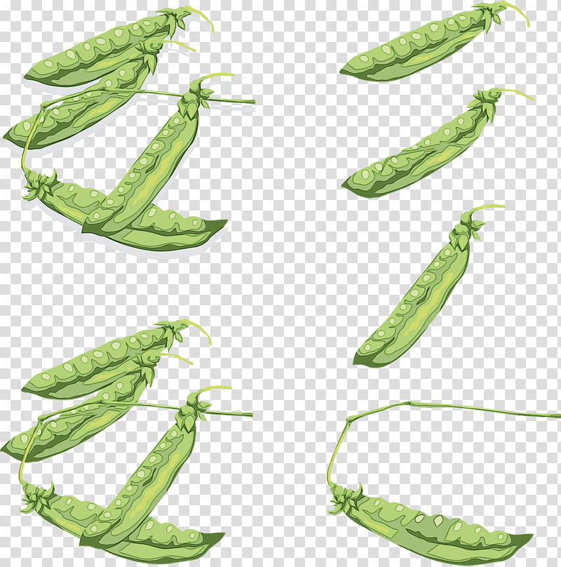 legume pea plant snap pea leaf, Watercolor, Paint, Wet Ink, Snow Peas, Vegetable, Legume Family, Fruit transparent background PNG clipart