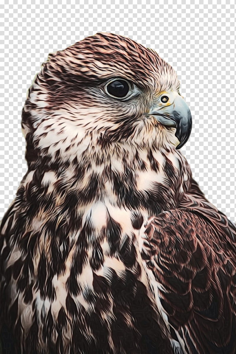 Eagle, Bird Of Prey, Hawk, Falcon, Predation, Sharpshinned Hawk, Peregrine Falcon, Beak transparent background PNG clipart