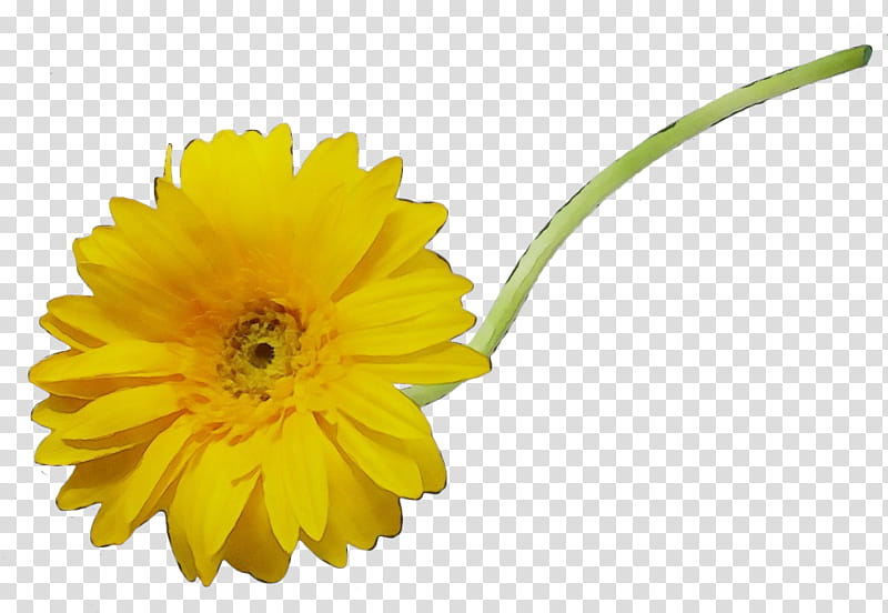 Flowers, Transvaal Daisy, Yellow, Pot Marigold, Dandelion, Gerbera, Plant, Petal transparent background PNG clipart