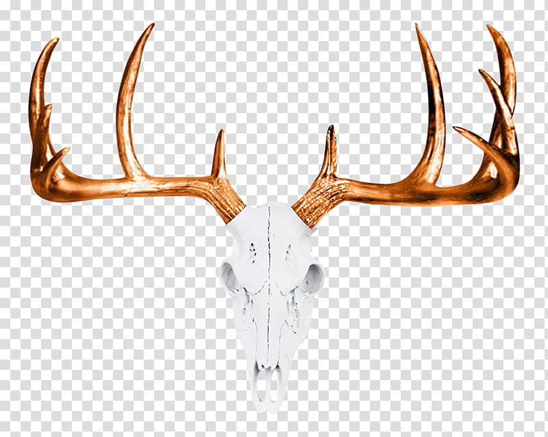 Skull, Deer, Antler, Whitetailed Deer, Deer Head, Skull Antler, Taxidermy, Polyresin transparent background PNG clipart