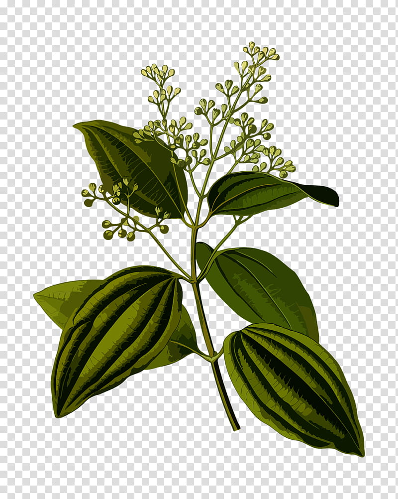Tree Drawing, True Cinnamon Tree, Botanical Illustration, Botany, Chinese Cinnamon, Cinnamon Leaf Oil, Plants, Dominion Of Ceylon transparent background PNG clipart