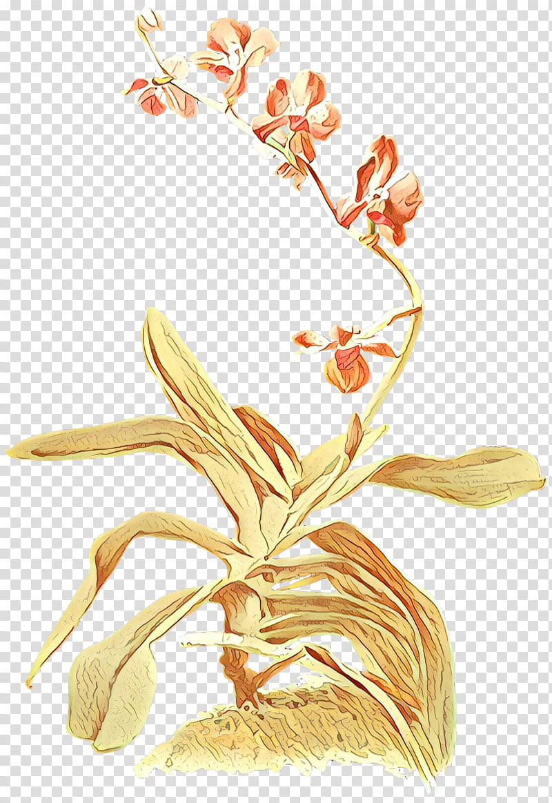 flowering plant flower plant orchid terrestrial plant, Cartoon, Moth Orchid, Laelia, Plant Stem, Cattleya transparent background PNG clipart