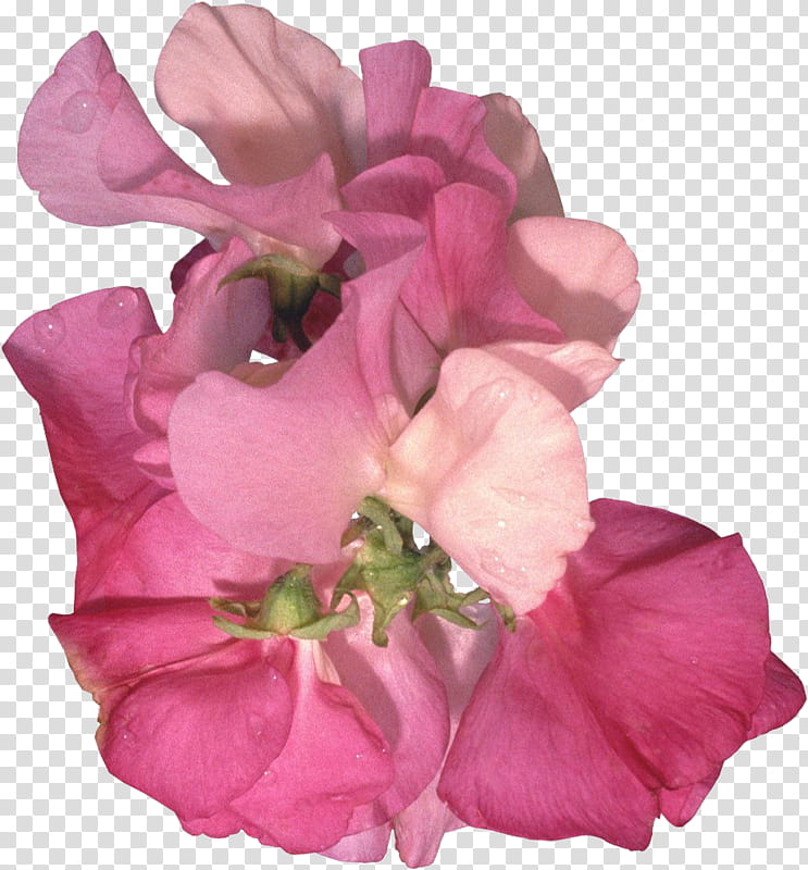 Sweet Pea Flower, Painting, Blog, Watercolor Painting, Rose Family, Petal, Pink, Cut Flowers transparent background PNG clipart