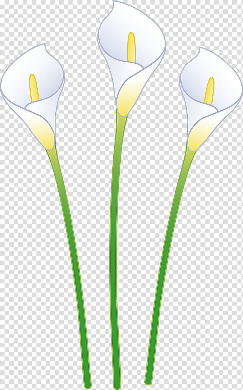 flower plant yellow cut flowers plant stem, Crocus, Arum Family, Pedicel, Alismatales transparent background PNG clipart