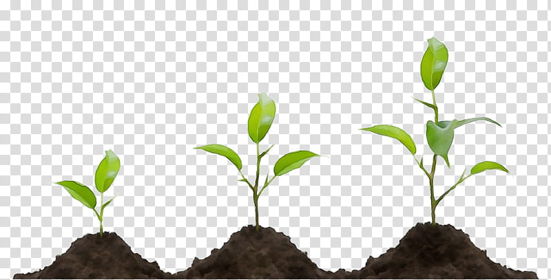 Tree Branch, Plant Hormone, Plants, Plant Growth Regulators, Gibberellin, Plantengroeiregelaar, Industry, Research transparent background PNG clipart