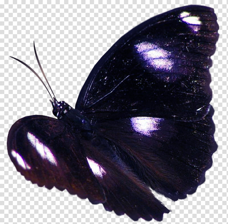Butterflies, blue moon butterfly transparent background PNG clipart
