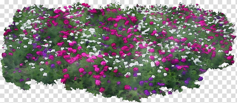 Watercolor Flower, Paint, Wet Ink, Floral Design, Chrysanthemum, Shrub, Leaf, Pink M transparent background PNG clipart
